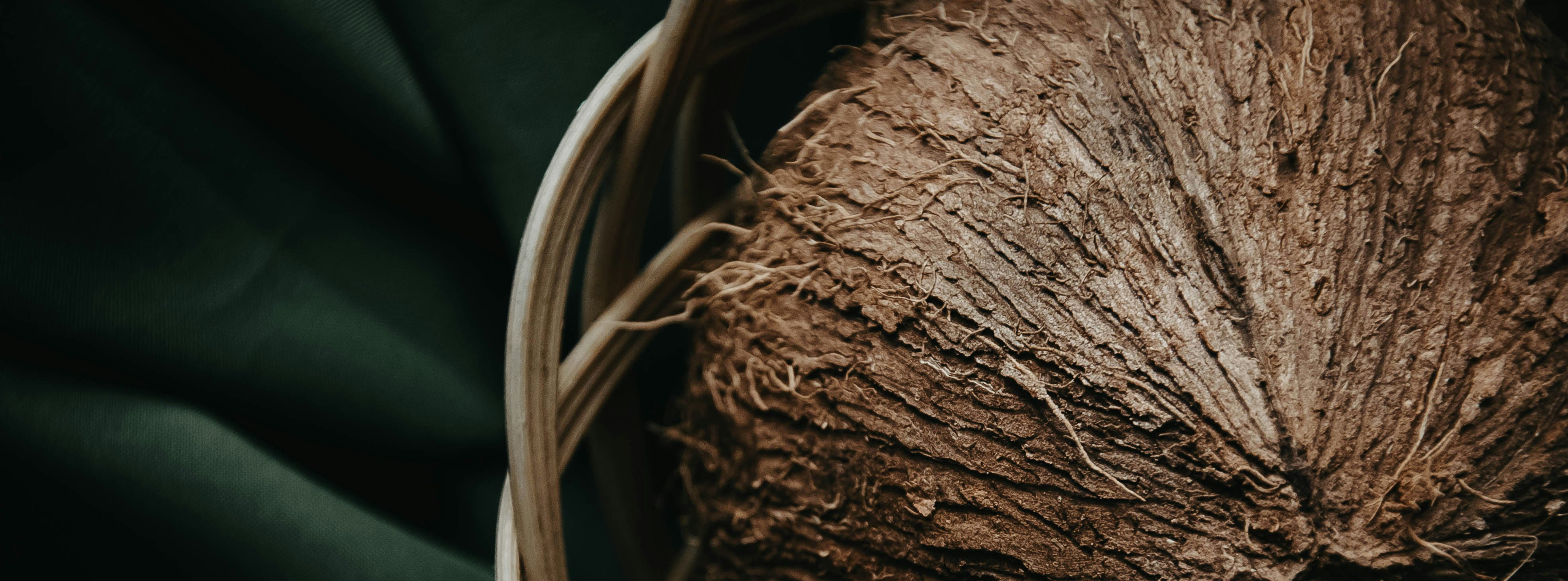 close up of coconut husk on dark background
